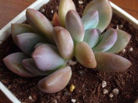 夏天,多肉能放在东边阳台露养吗?