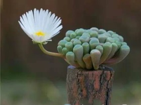 我们仍未知道,那些多肉的花有多惊艳!