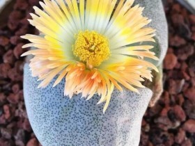 多肉植物开花了是不是都要剪掉?