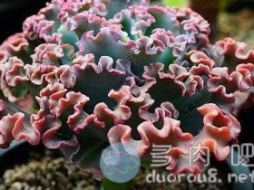 多肉植物上出现了霉斑,要怎么处理啊?