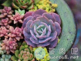 多肉叶子上时不时有一些蚂蚁怎么办?