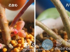 【图文解析】如何明明白白区分多肉植物八千代与乙女心