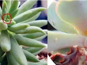 不用药物也能对付,滚粗吧,蚧壳虫!