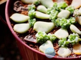 关于多肉的7个小知识点,你get到了吗?