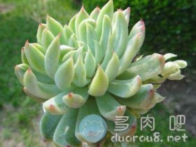 几种方法给多肉们“洗澡”,保持清爽