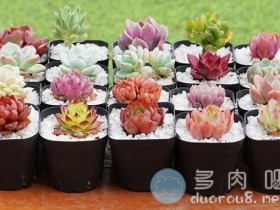淘宝上9.9元包邮10个多肉带盆,是一种怎样的体验?