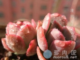 多肉有毒,会让人上瘾,爱我你怕了吗?