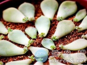 多肉叶插的讲究,要晾几天再放入土里