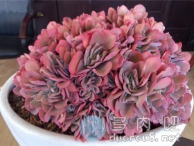 超详细的北方人种多肉经验,可以参考哟