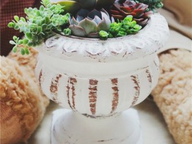 【组图】四川乐山的露养多肉,大家看看美吗?