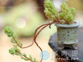 多肉植物需要施肥吗?要注意些什么?