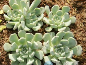 夏季最热的八月,多肉植物可以随意淋雨吗?