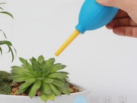 多肉身上有土怎么清理干净?