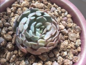 山东妹子的多肉度夏心情,能活着就好,不祈望其他