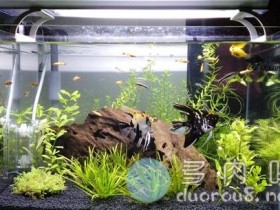 萌新从种水草入了多肉的坑