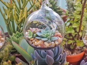 夏去秋来,如何让多肉安然度过秋老虎的侵袭,活得像精灵?