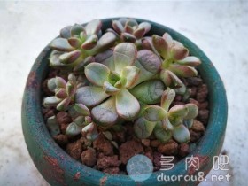 怎么把多肉养肥,我有一点儿小心得