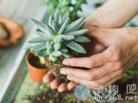 多肉才种了没多久想换盆怎么办?怎么做对多肉损害最小?