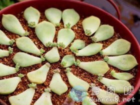 浅淡多肉叶插,叶片摆放的几种姿势