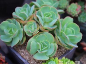 还在问夏季多肉怎么浇水?学会这几招,多肉全年浇水都不再愁!