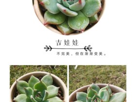 遇到一个很佛系的主人,他的多肉会怎么样?