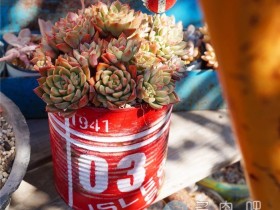 【组图】在处暑即将到来的时节,留一波多肉的美照