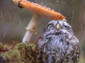 【组图】雨后小故事:梨花带雨的多肉,是否有另外一种风情?