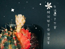 将多肉图片做成海报,竟然是无法想象的美!