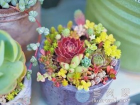 在冬天,想要你的多肉爆盆吗?学会这两招就能做到!