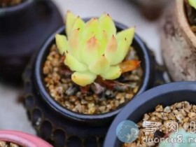 要想你的多肉在秋季养肥,你大概需要注重这几个细节!