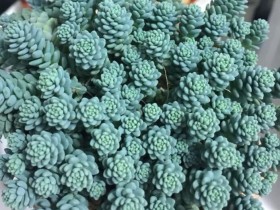 旋叶姬星美人竟然不只是有绿色,还有黄紫绿的色彩!