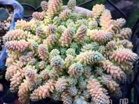 旋叶姬星美人(姬星美人变种)的生活习性及养护方法