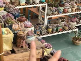 我的多肉江山,以及与她们的故事