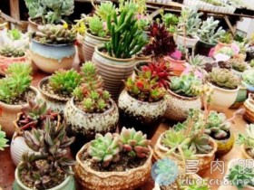 入秋已深时,养美你的多肉『攻略』
