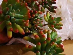 多肉大普货开箱记录——果冻乙女心、旭鹤、白凤