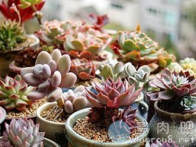 多肉界常说的“普货”是什么意思?与之相对的又是什么?