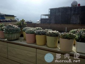 网友晒出自家月影系多肉,阳光下叶片白边闪闪发光