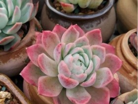 这些美美的月影系多肉,有没有戳中你的心坎