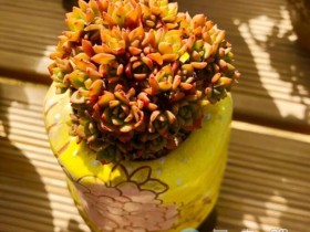 给多肉浇“酸水”,你有没有试过这种“黑”科技?