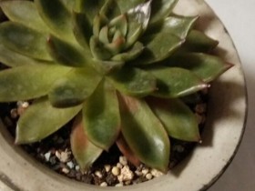 惊了!在国庆期间的北京秋季,竟然将多肉晒伤