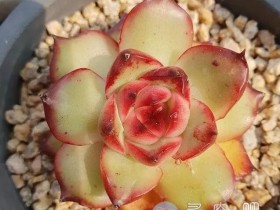 多肉安全过冬,这五件事儿你一定要做充分的功课