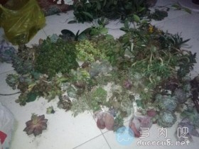 这位爱养多肉的妹子,要离婚了......