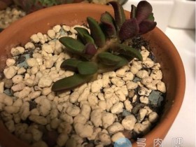 吹雪松锦叶片老是皱巴巴的没起色怎么办?