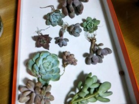 又到了多肉开箱识名字的时刻,萌新小白快围过来