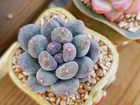 寒冷的冬季,怎么让你家的多肉过得轻松?