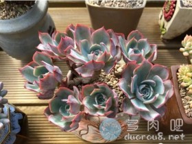 春季露养多肉也不可大意,这4点还需要防护好