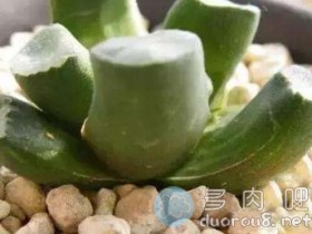 多肉为什么要砍头扦插?多肉什么时候砍头好?