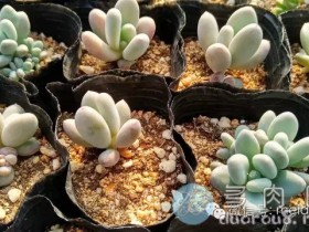 【组图】超详细的三款多肉叶插小苗砍头过程,快来学经验吧