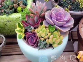 女神节举办“多肉植物创意拼盘DIY“活动的公司,请问还招人吗?