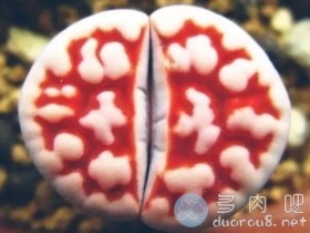 喜欢生石花的肉迷们看过来,27个超全问答助你养生石花不是难题!